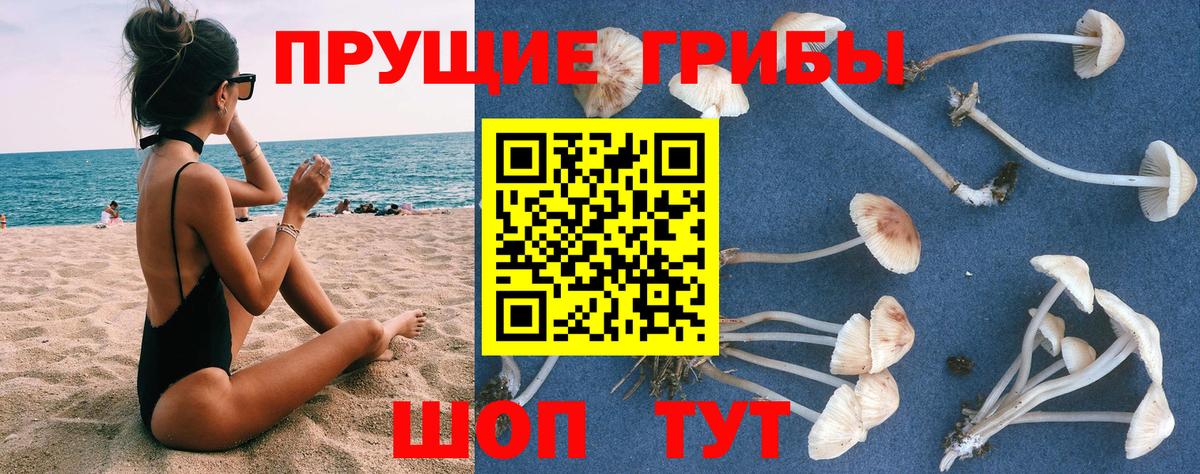 Галлюциногенные грибы Cubensis Вятские Поляны